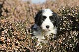 BEARDED COLLIE 093